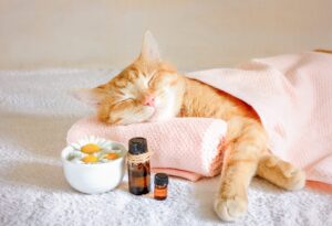 Aromaterapia Pet O Guia Completo para Acalmar Seu Animal com Cheiros Naturais em Casa