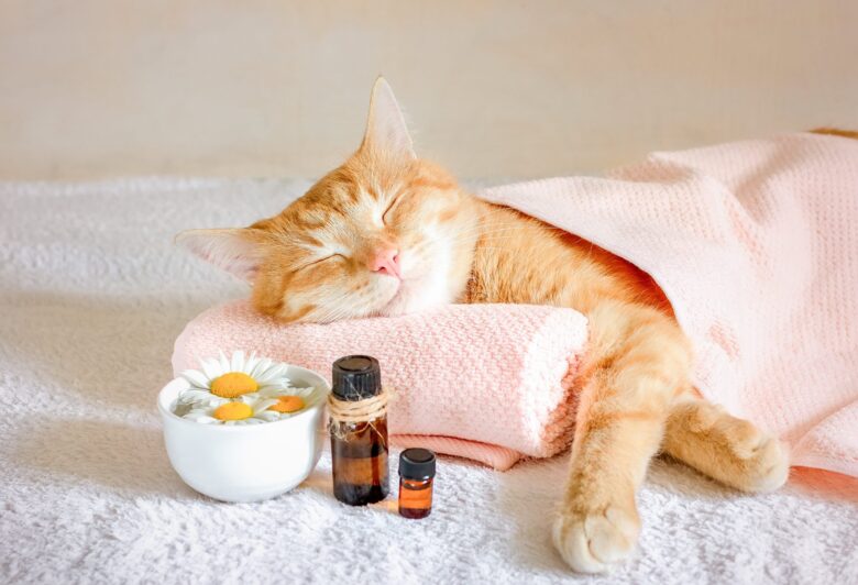 Aromaterapia Pet O Guia Completo para Acalmar Seu Animal com Cheiros Naturais em Casa