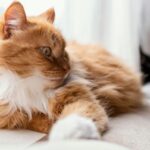 Espaço Zen Pet Como Criar Um Refúgio Tranquilo para Seu Animal em Apenas 1m²