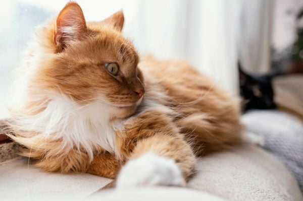 Espaço Zen Pet Como Criar Um Refúgio Tranquilo para Seu Animal em Apenas 1m²